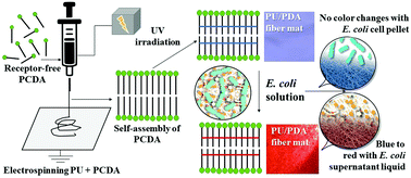 Graphical abstract: A novel receptor-free polydiacetylene nanofiber biosensor for detecting E. coli via colorimetric changes