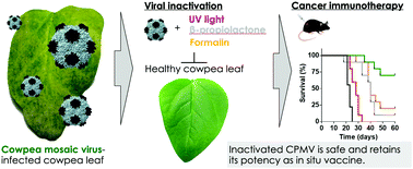 Graphical abstract: In situ vaccine application of inactivated CPMV nanoparticles for cancer immunotherapy