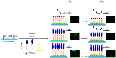 Graphical abstract: A binary mixed polymer brush coating with adjusted hydrophobic property to control protein adsorption