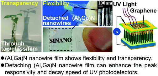 Graphical abstract: Economically detaching transparent and flexible (Al,Ga)N nanowire films with improved photoelectric response in view of ultraviolet photodetectors