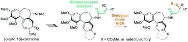 Graphical abstract: Allocolchicinoids bearing a Michael acceptor fragment for possible irreversible binding of tubulin