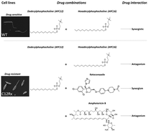 Graphical abstract: Drug combinations as effective anti-leishmanials against drug resistant Leishmania mexicana