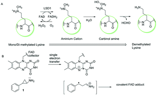 Graphical abstract: Histone lysine specific demethylase 1 inhibitors