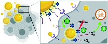 Graphical abstract: Peptide directed phthalocyanine–gold nanoparticles for selective photodynamic therapy of EGFR overexpressing cancers