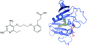 Graphical abstract: Identification of P218 as a potent inhibitor of Mycobacterium ulcerans DHFR