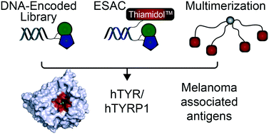 Graphical abstract: Discovery, affinity maturation and multimerization of small molecule ligands against human tyrosinase and tyrosinase-related protein 1