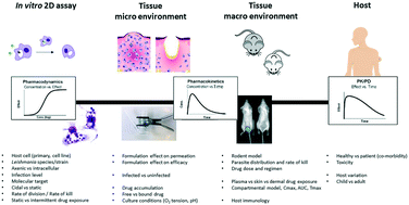 Graphical abstract: Pharmacokinetics and pharmacodynamics in the treatment of cutaneous leishmaniasis – challenges and opportunities