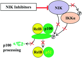 Graphical abstract: Pharmacological inhibition of NF-κB-inducing kinase (NIK) with small molecules for the treatment of human diseases