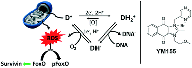 Graphical abstract: Generation of reactive oxygen species is the primary mode of action and cause of survivin suppression by sepantronium bromide (YM155)