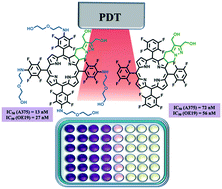 Graphical abstract: Novel fluorinated ring-fused chlorins as promising PDT agents against melanoma and esophagus cancer