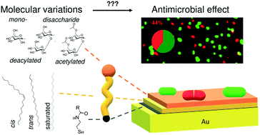 Graphical abstract: Antibacterial properties of glycosylated surfaces: variation of the glucosidal moiety and fatty acid conformation of grafted microbial glycolipids