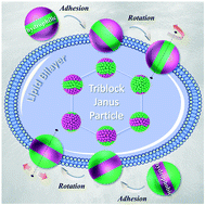 Graphical abstract: Manipulating the interactions between the lipid bilayer and triblock Janus nanoparticles: insight from dissipative particle dynamics