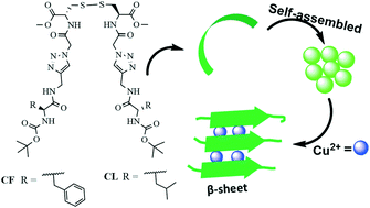 Graphical abstract: Cation-induced conformational and self-assembly transitions in designer peptides