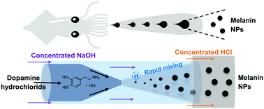 Graphical abstract: Superfast and controllable microfluidic inking of anti-inflammatory melanin-like nanoparticles inspired by cephalopods