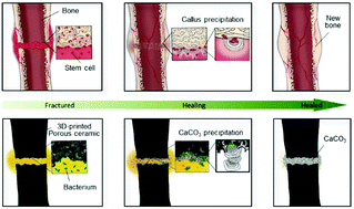Graphical abstract: Bone-inspired healing of 3D-printed porous ceramics