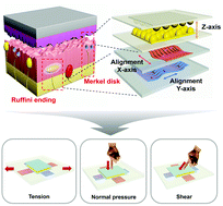 Graphical abstract: Human skin-inspired integrated multidimensional sensors based on highly anisotropic structures