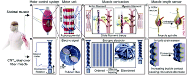 Graphical abstract: Tensile and torsional elastomer fiber artificial muscle by entropic elasticity with thermo-piezoresistive sensing of strain and rotation by a single electric signal