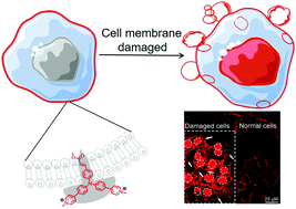 Graphical abstract: Probing cell membrane damage using a molecular rotor probe with membrane-to-nucleus translocation