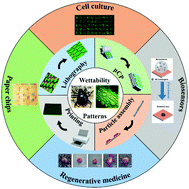 Graphical abstract: Bio-inspired wettability patterns for biomedical applications