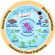 Graphical abstract: Polyphenol scaffolds in tissue engineering