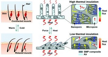Graphical abstract: Stimuli-responsive micro/nanoporous hairy skin for adaptive thermal insulation and infrared camouflage