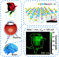 Graphical abstract: Monolayer hydrophilic MoS2 with strong charge trapping for atomically thin neuromorphic vision systems