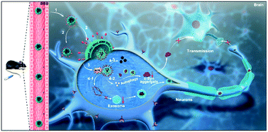 Graphical abstract: Synaptic vesicle-inspired nanoparticles with spatiotemporally controlled release ability as a “nanoguard” for synergistic treatment of synucleinopathies
