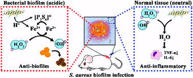 Graphical abstract: A multifunctional Fenton nanoagent for microenvironment-selective anti-biofilm and anti-inflammatory therapy