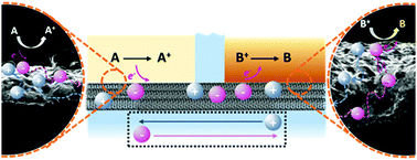 Graphical abstract: Spatially isolated redox processes enabled by ambipolar charge transport in multi-walled carbon nanotube mats