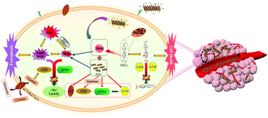 Graphical abstract: PSMA-targeted arsenic nanosheets: a platform for prostate cancer therapy via ferroptosis and ATM deficiency-triggered chemosensitization