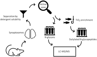 Graphical abstract: N-Glycosylation in isolated rat nerve terminals