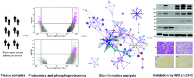 Graphical abstract: Integrated proteomics and phosphoproteomics reveal perturbed regulative pathways in pancreatic ductal adenocarcinoma