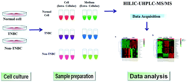 Graphical abstract: Targeted metabolomics reveals dynamic portrayal of amino acids and derivatives in triple-negative breast cancer cells and culture media