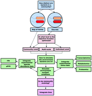 Graphical abstract: Mechanistic models of microbial community metabolism