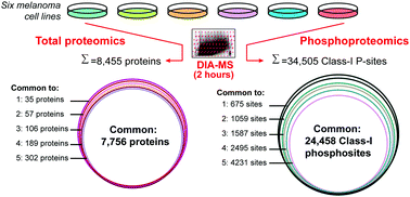 Graphical abstract: Data-independent acquisition-based proteome and phosphoproteome profiling across six melanoma cell lines reveals determinants of proteotypes