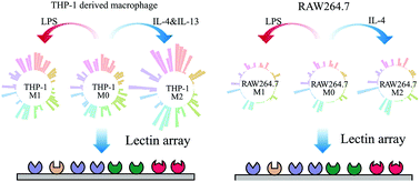 Graphical abstract: Microarray investigation of glycan remodeling during macrophage polarization reveals α2,6 sialic acid as an anti-inflammatory indicator