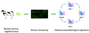 Graphical abstract: Examination of oestrus-dependent alterations of bovine cervico-vaginal mucus glycosylation for potential as optimum fertilisation indicators