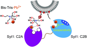 Graphical abstract: Interference of pH buffer with Pb2+-peripheral domain interactions: obstacle or opportunity?