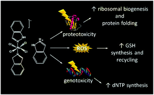 Graphical abstract: Proteomic analysis of the S. cerevisiae response to the anticancer ruthenium complex KP1019