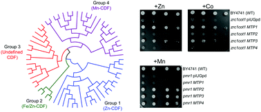 Graphical abstract: Multi-genomic analysis of the cation diffusion facilitator transporters from algae