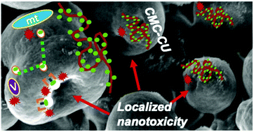 Graphical abstract: Metallomic and lipidomic analysis of S. cerevisiae response to cellulosic copper nanoparticles uncovers drivers of toxicity