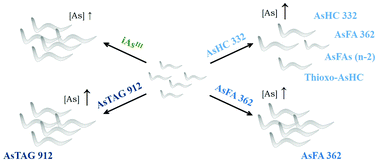 Graphical abstract: Toxicity of three types of arsenolipids: species-specific effects in Caenorhabditis elegans