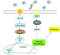 Graphical abstract: Transcriptome analysis of Cryptococcus humicola under aluminum stress revealed the potential role of the cell wall in aluminum tolerance