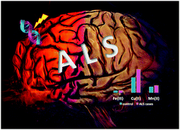 Graphical abstract: The study of levels from redox-active elements in cerebrospinal fluid of amyotrophic lateral sclerosis patients carrying disease-related gene mutations shows potential copper dyshomeostasis