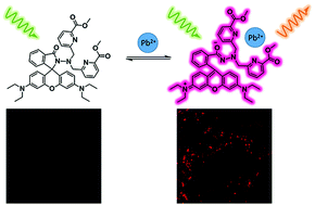 Graphical abstract: Studies of the labile lead pool using a rhodamine-based fluorescent probe