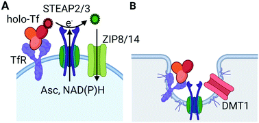 Graphical abstract: A holistic view of mammalian (vertebrate) cellular iron uptake