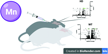 Graphical abstract: Huntington's disease genotype suppresses global manganese-responsive processes in pre-manifest and manifest YAC128 mice