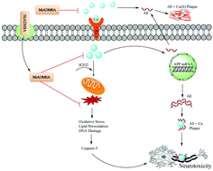 Graphical abstract: Monoisoamyl DMSA reduced copper-induced neurotoxicity by lowering 8-OHdG level, amyloid beta and Tau protein expressions in Sprague-Dawley rats