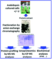 Graphical abstract: Development of a metalloproteomic approach to analyse the response of Arabidopsis cells to uranium stress