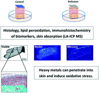 Graphical abstract: Elemental and molecular imaging of human full thickness skin after exposure to heavy metals